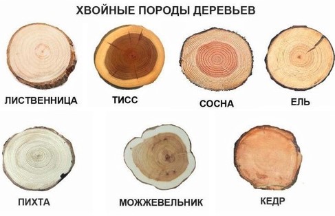 Хвойные деревья: названия с описаниями и фото